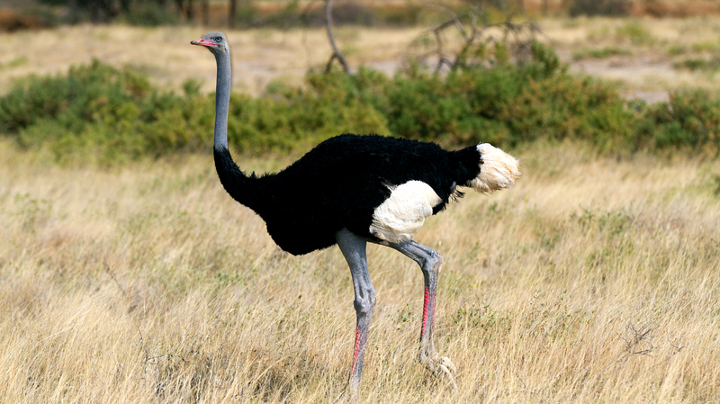 Somali Ostrich